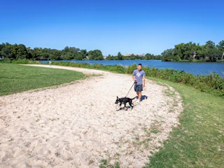 Dog at Park