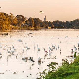 LSU Lakes