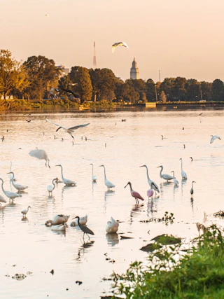 LSU Lakes