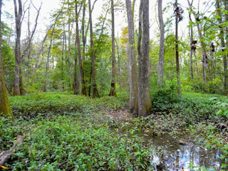 Image of lush green swamp landscape
