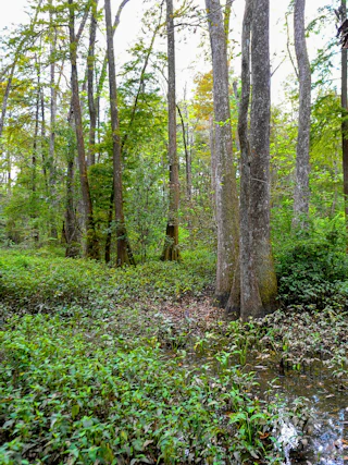 Image of lush green swamp landscape