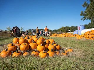 Corn Maze at Burden