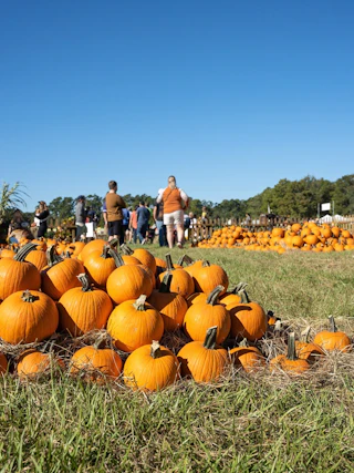 Corn Maze at Burden