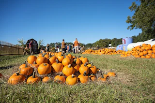 Corn Maze at Burden