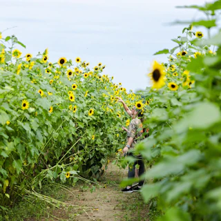 Sunflowers at Burden