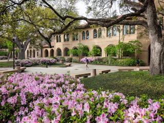 LSU Quadrangle azaleas