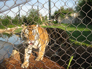 177 3 7677 Mike in Habitat 13