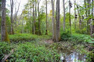 Image of lush green swamp landscape