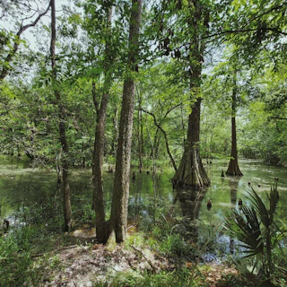 pond