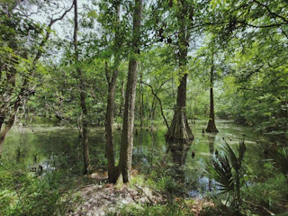 pond